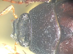 Phyllophaga marginalis