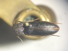 Onichodon canadensis