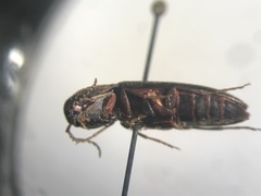 Onichodon canadensis