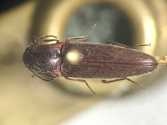 Melanotus morosus