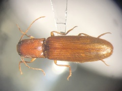 Athous cucullatus