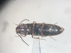 Gambrinus confusus