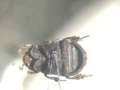 Trox hamatus