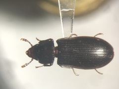 Tenebroides americanus
