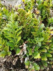 Asplenium chathamense