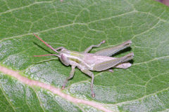 Hypochlora alba