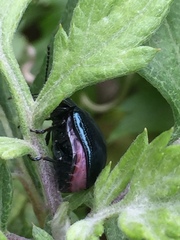 Chrysolina aurichalcea