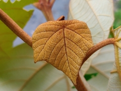 Mallotus tetracoccus