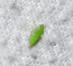 Neocoelidia tumidifrons