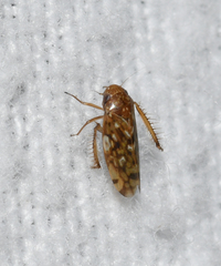 Xestocephalus similis