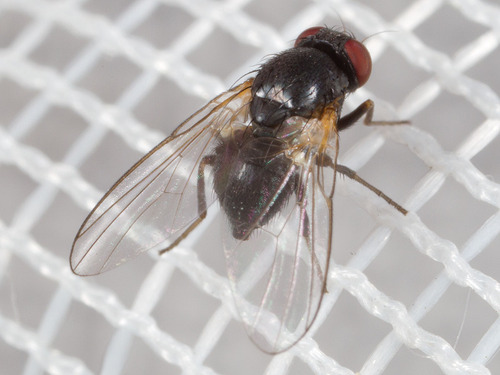 Agromyzidae