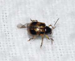 Paria quadrinotata