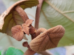 Mallotus tetracoccus