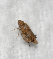 Latalus