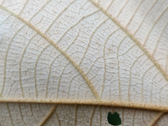 Mallotus tetracoccus