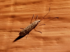 Glyphopsyche irrorata