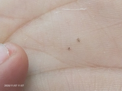 Pediculus humanus capitis
