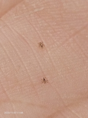 Pediculus humanus capitis