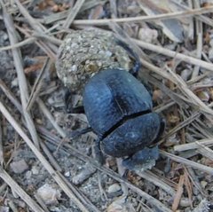 Scarabaeus cicatricosus