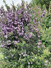 Leptospermum rotundifolium