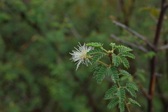 Mimosa farinosa