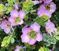 Leptospermum rotundifolium