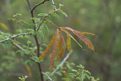 Mimosa farinosa