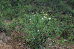 Mimosa farinosa