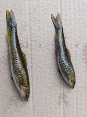 Garra