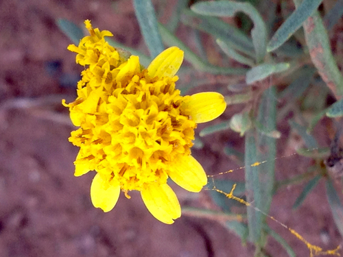 Picradeniopsis