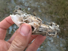 Oryctolagus cuniculus cuniculus