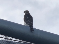 Accipiter cooperii