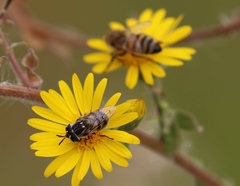 Copestylum marginatum