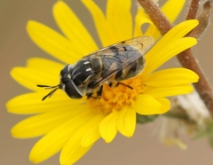 Copestylum marginatum