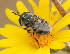 Copestylum marginatum