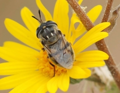 Copestylum marginatum