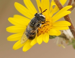 Copestylum marginatum