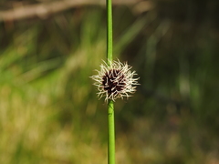 Chorizandra sphaerocephala