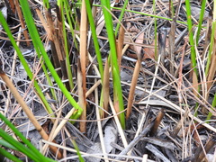 Chorizandra sphaerocephala