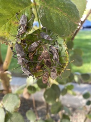 Leptoglossus zonatus