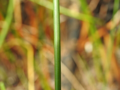 Chorizandra sphaerocephala