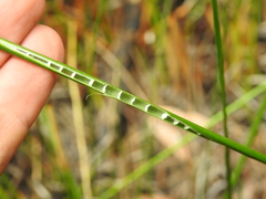 Chorizandra sphaerocephala