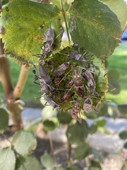 Leptoglossus zonatus