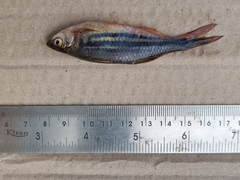 Devario