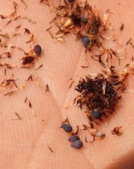 Chorizandra sphaerocephala