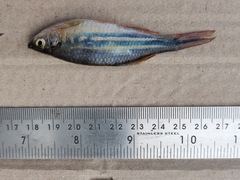 Devario