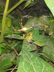 Argiope argentata