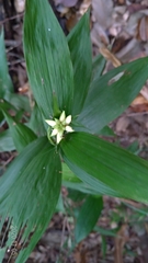 Tropidia curculigoides