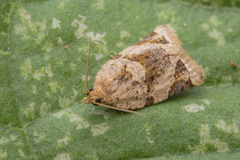 Neocalyptis affinisana