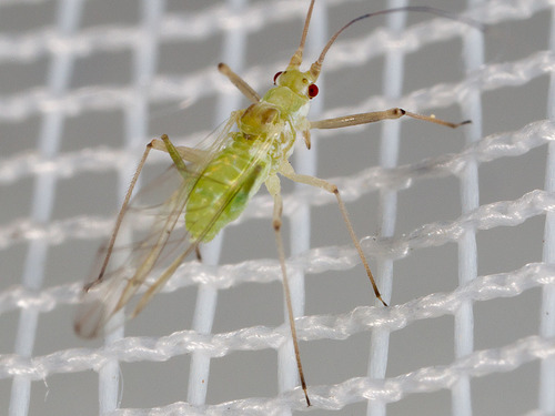 Aphididae
